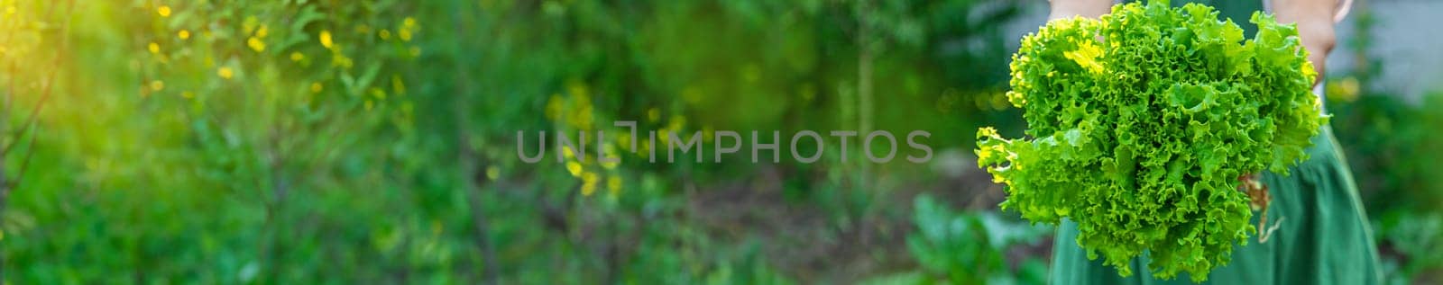 A woman farmer holds a lettuce harvest in her hands. Selective focus. by yanadjana