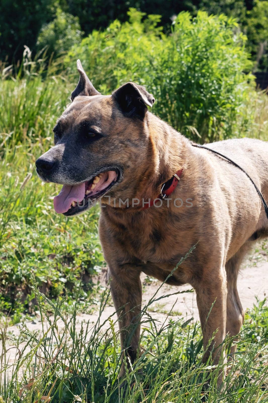 Staffordshire Terrier dog walking in the woods close up