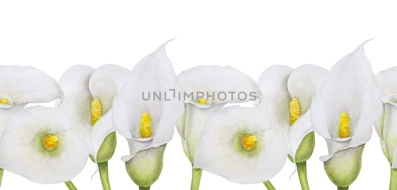 Watercolor seamless border of white calla lily. Hand drawn floral illustration for wedding invitations, floristic, beauty salon. Isolated tropical water arum for greeting by florainlove_art