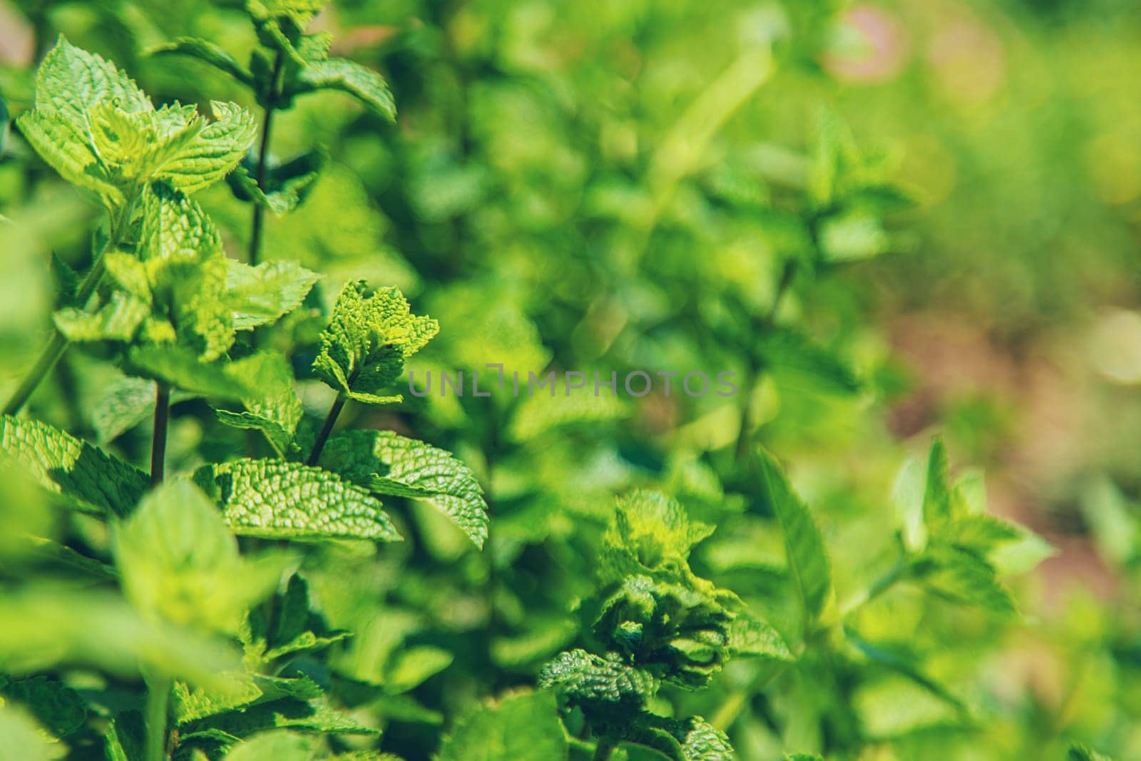 Mint growing in the garden. Selective focus. by yanadjana