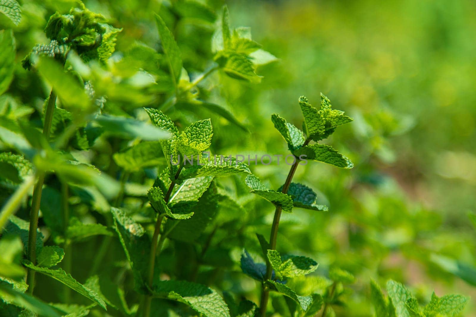 Mint growing in the garden. Selective focus. by yanadjana