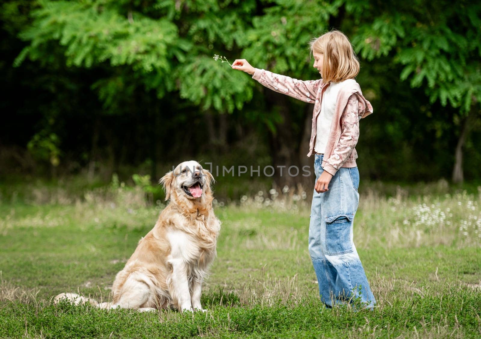 Preteen girl teaching golden retriever dog at nature. Cute child kid playing with purebred pet doggy in park at summer