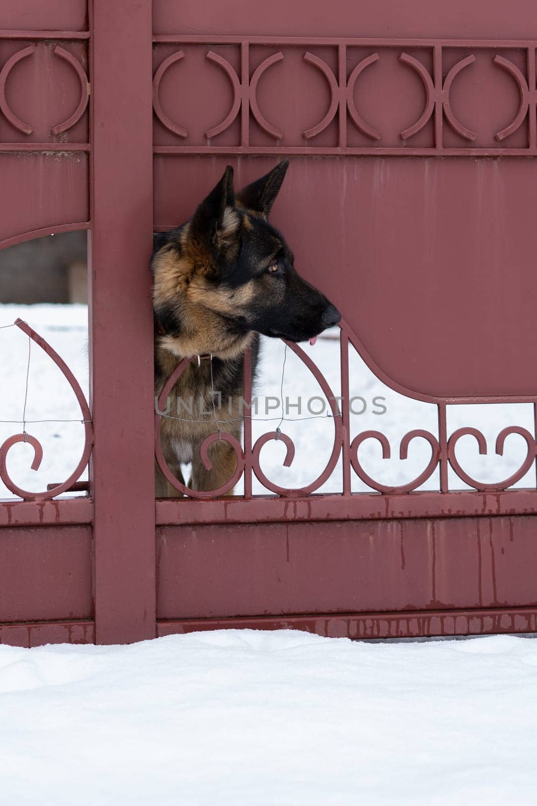 Dog behind a fence. High quality photo