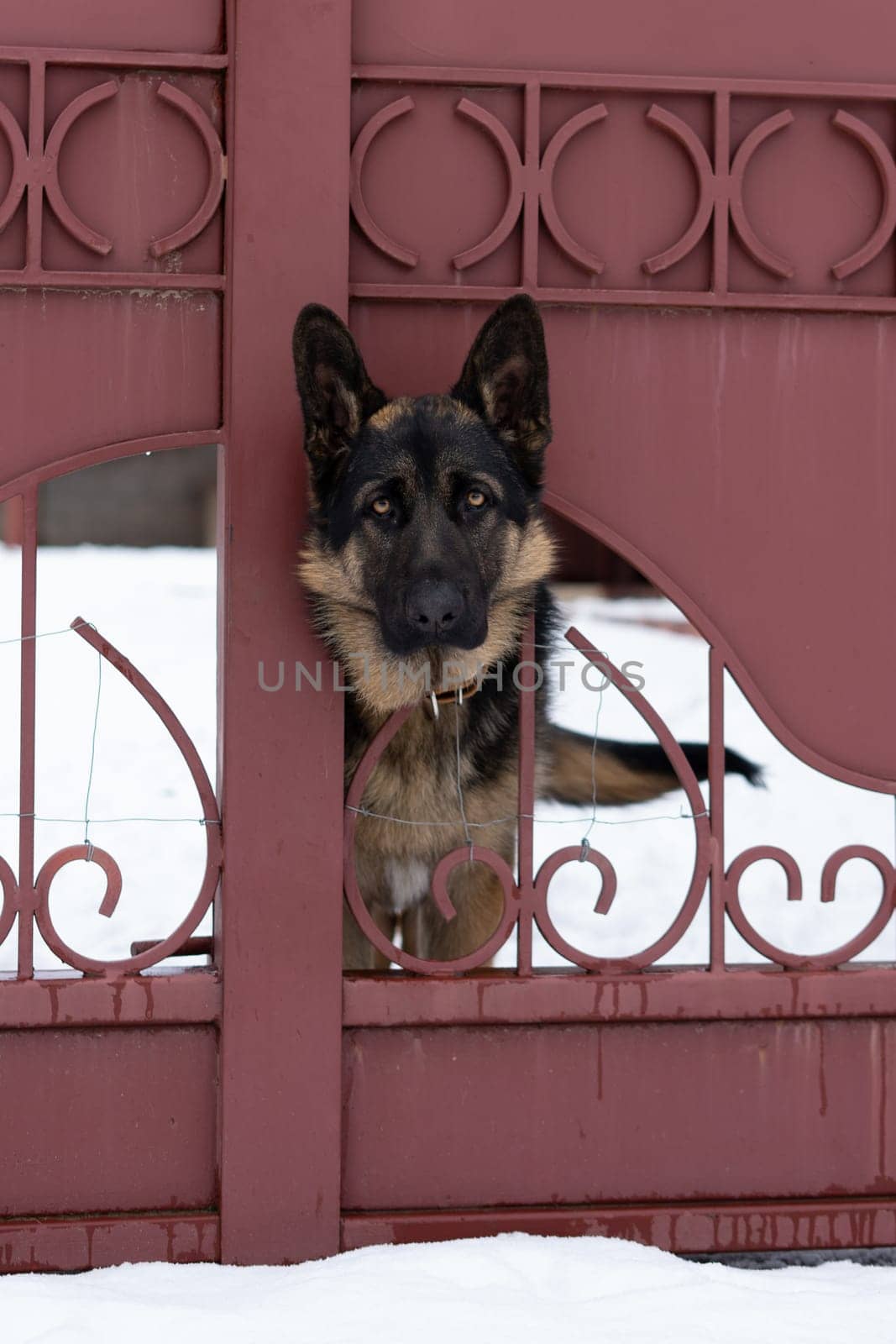 Dog behind a fence. High quality photo
