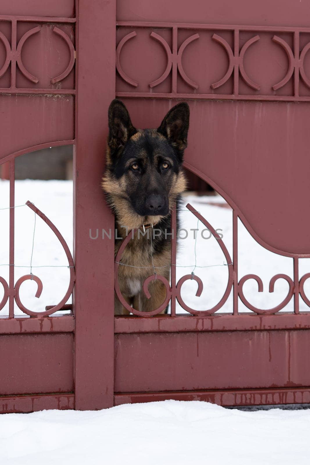 Dog behind a fence. High quality photo