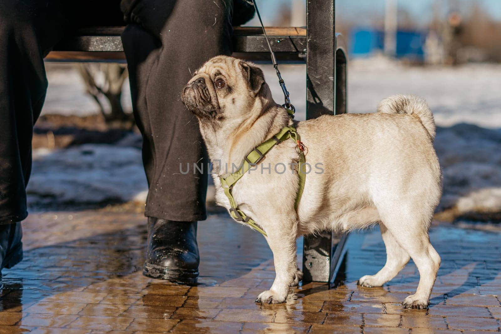 the dog is out for a walk. High quality photo