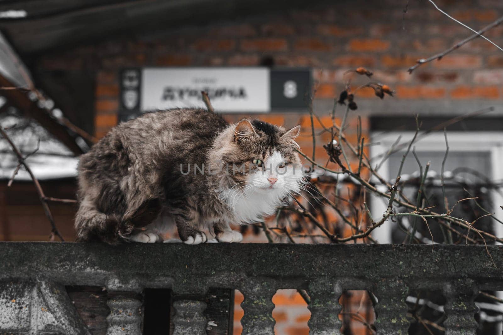 licking cat on the fence. High quality photo