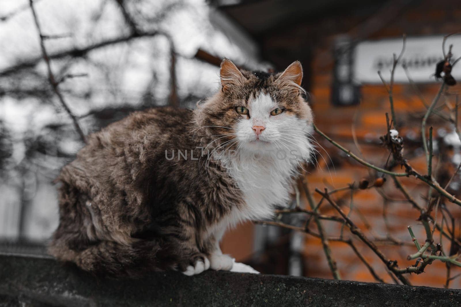 licking cat on the fence. High quality photo