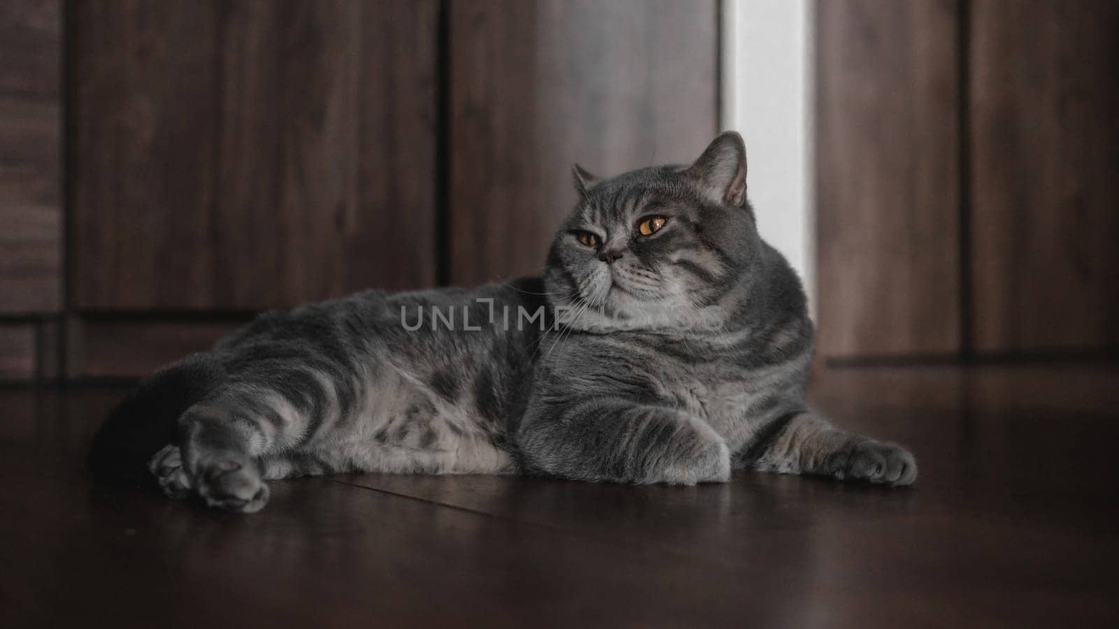 A British Shorthair Grey Cat Relaxing at Home. High quality photo