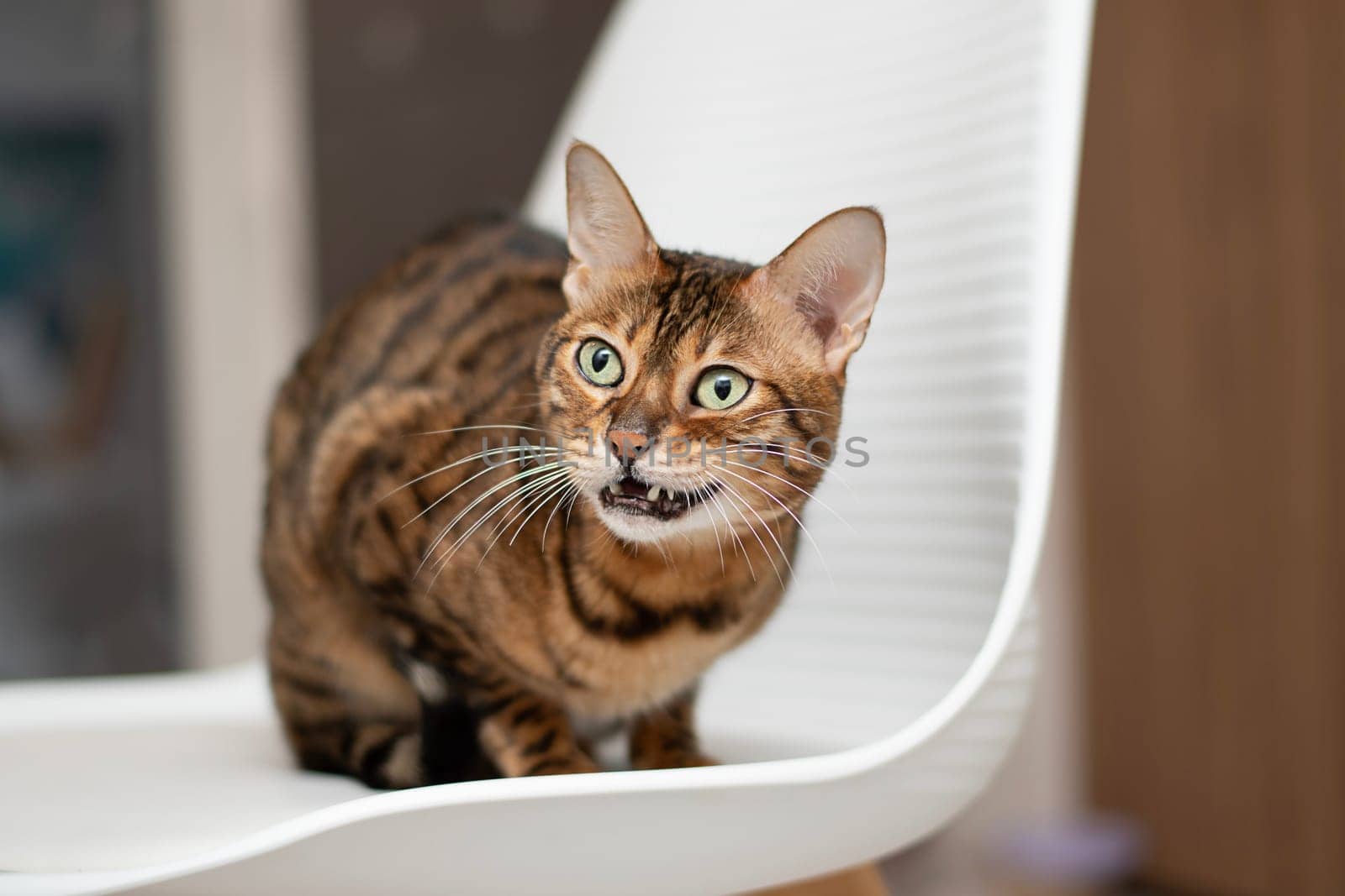 bengal cat sitting on a white chair with a snarling expression on his face, a feeling of danger and alertness. The cat's gaze and protective posture suggest increased alertness and protection.