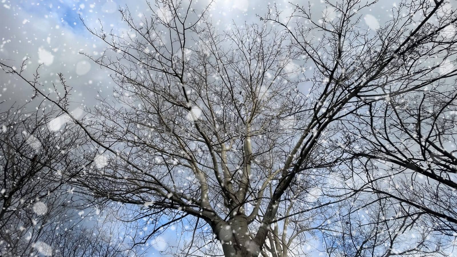Snowfall on Bare Trees Against a Winter Sky.The serene beauty of a winter scene, featuring bare tree branches silhouetted against a cloudy sky.