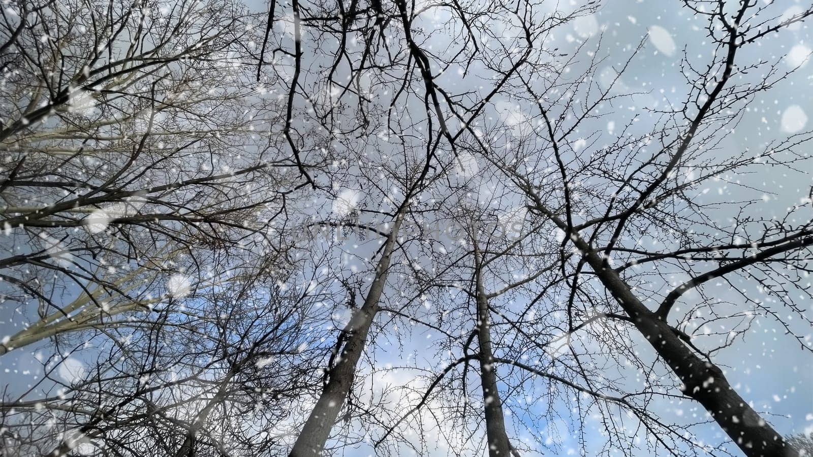 Snowfall on Bare Trees Against a Winter Sky.The serene beauty of a winter scene, featuring bare tree branches silhouetted against a cloudy sky.