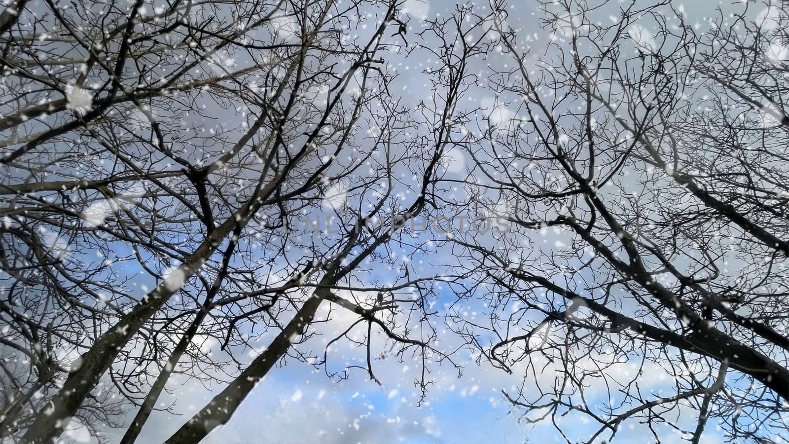 Snowfall on Bare Trees Against a Winter Sky.The serene beauty of a winter scene, featuring bare tree branches silhouetted against a cloudy sky.