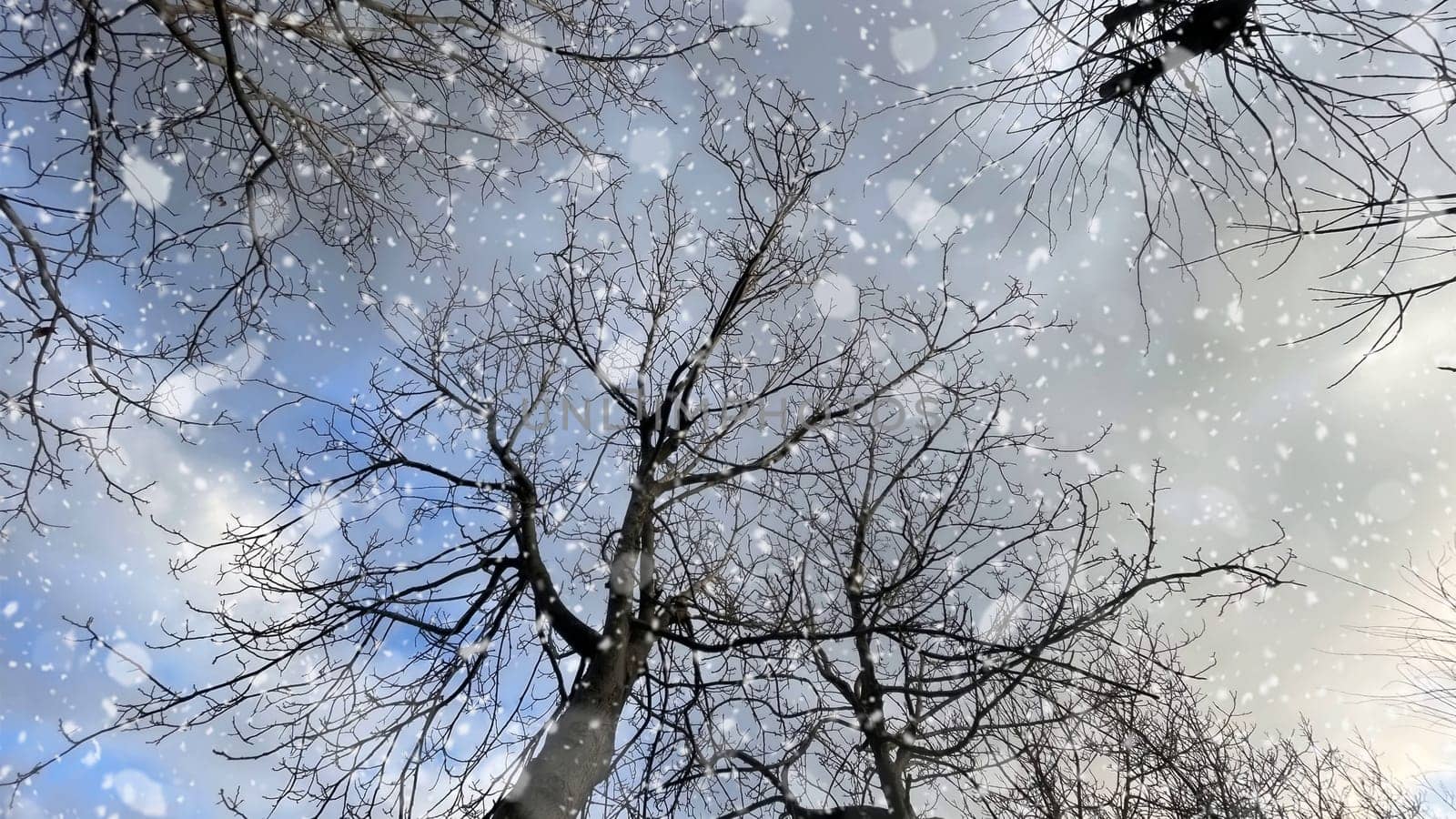 Snowfall on Bare Trees Against a Winter Sky.The serene beauty of a winter scene, featuring bare tree branches silhouetted against a cloudy sky.