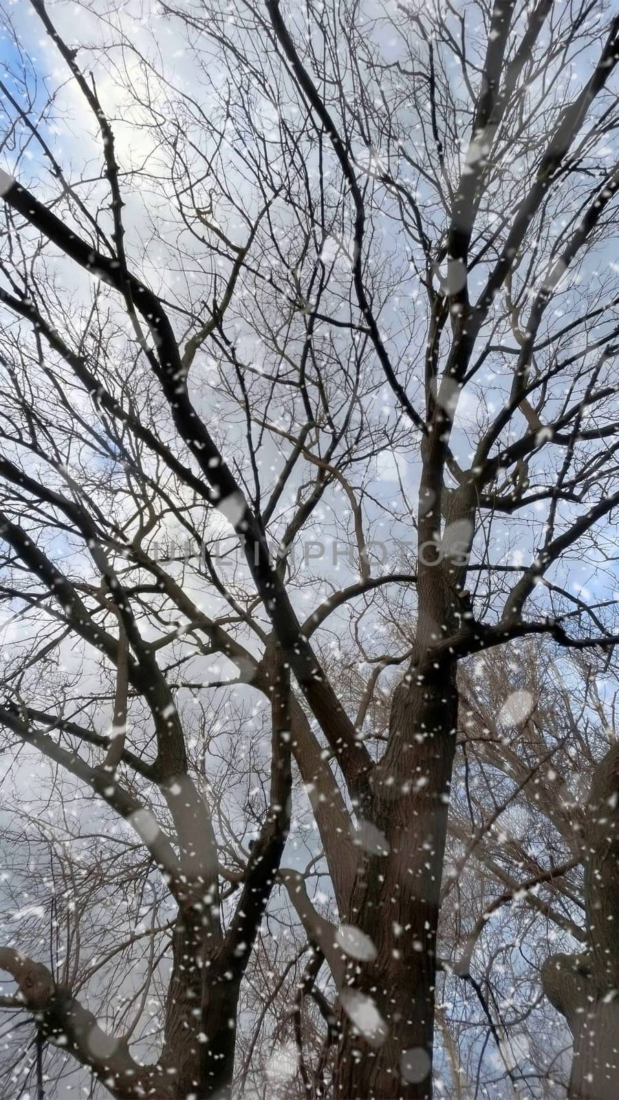 Snowfall on Bare Trees Against a Winter Sky.The serene beauty of a winter scene, featuring bare tree branches silhouetted against a cloudy sky.