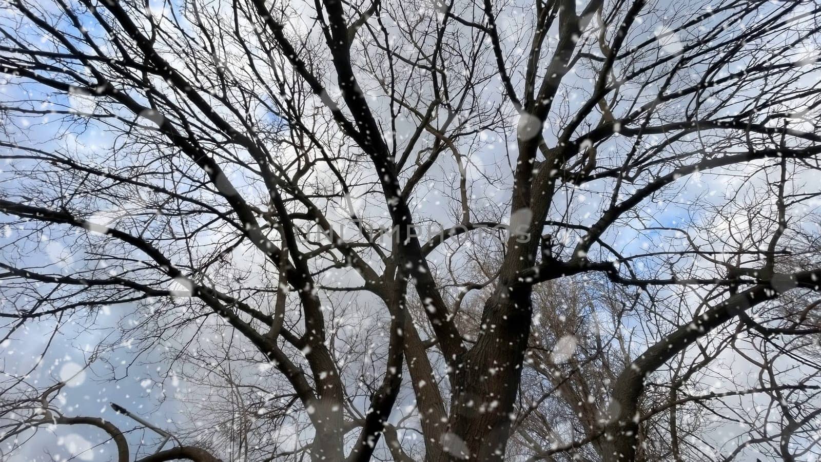 Snowfall on Bare Trees Against a Winter Sky.The serene beauty of a winter scene, featuring bare tree branches silhouetted against a cloudy sky.