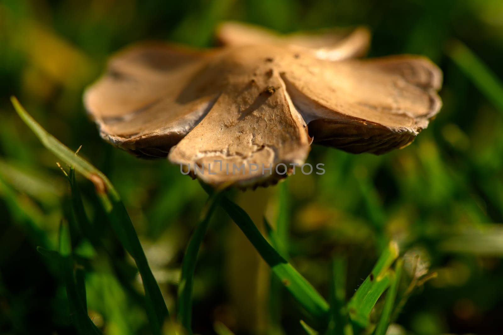 A small mushroom displaying intricate textures rises from vibrant grass under gentle natural light.