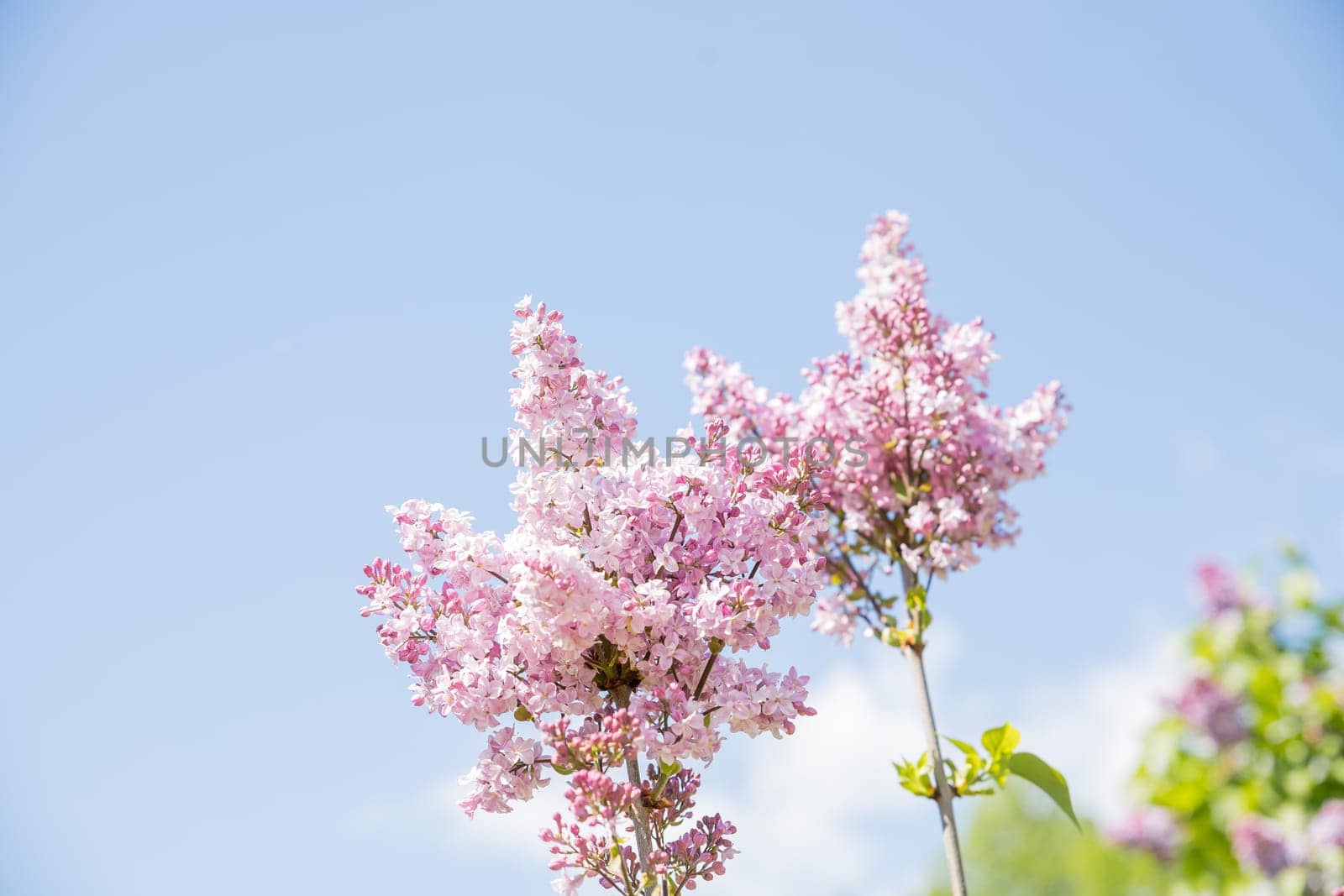 Syringa vulgaris, the common purple lilac, blooms beautifully in the garden during sunny weather