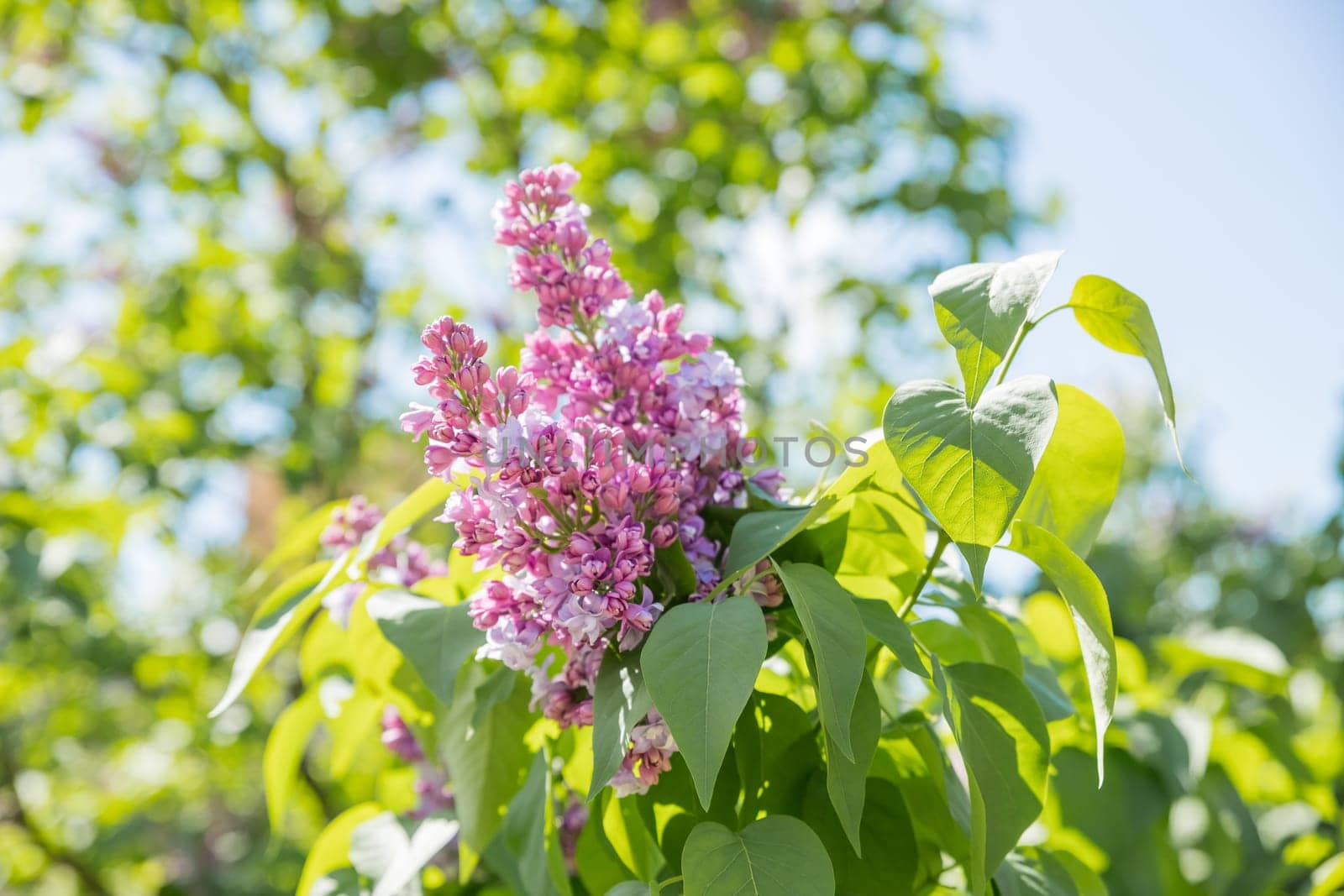 Syringa vulgaris, the common purple lilac, blooms beautifully in the garden during sunny weather