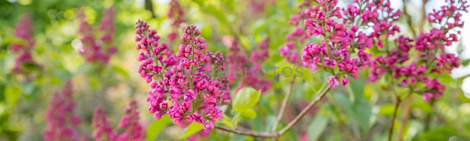 Syringa vulgaris, the common purple lilac, blooms beautifully in the garden during sunny weather