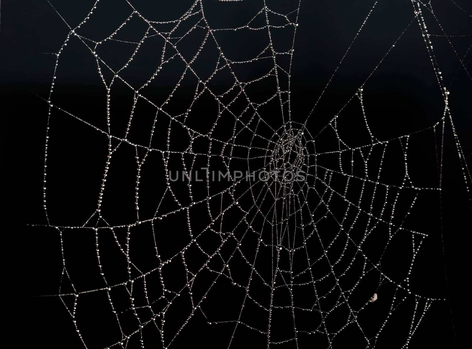 Close-up of a spider web with small water beads against a black background.