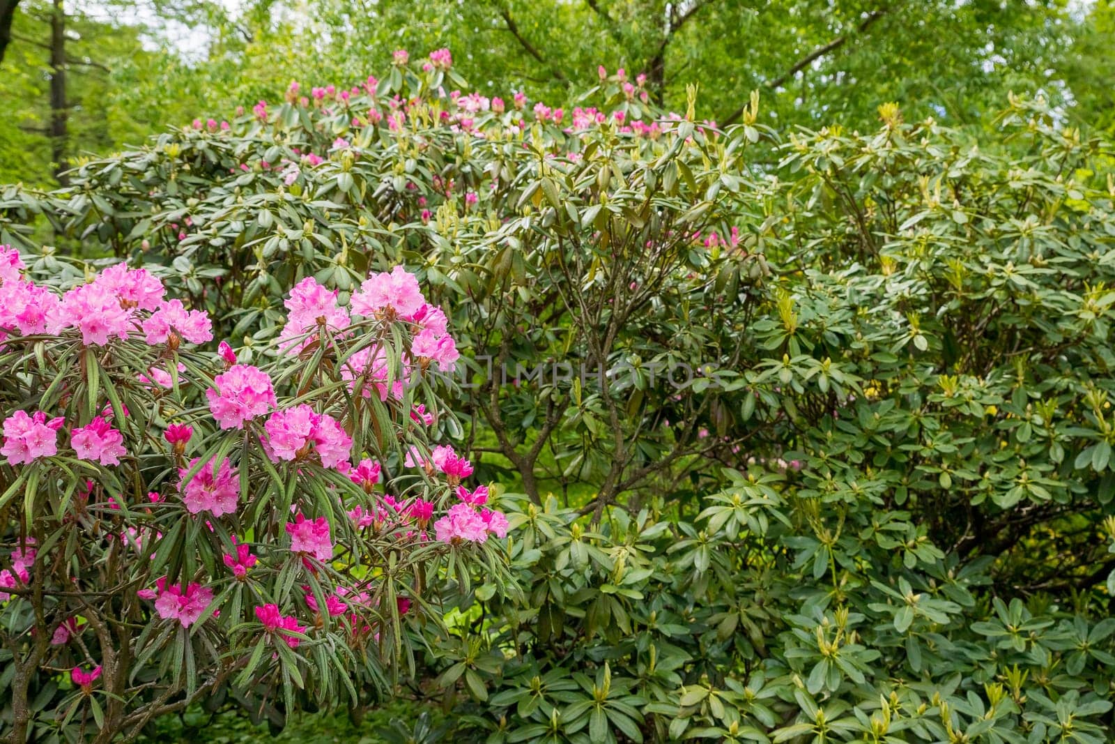 Bush of many delicate vivid pink flowers of azalea or Rhododendron plant in a sunny spring garden.Japanese pink Azalea flowers .