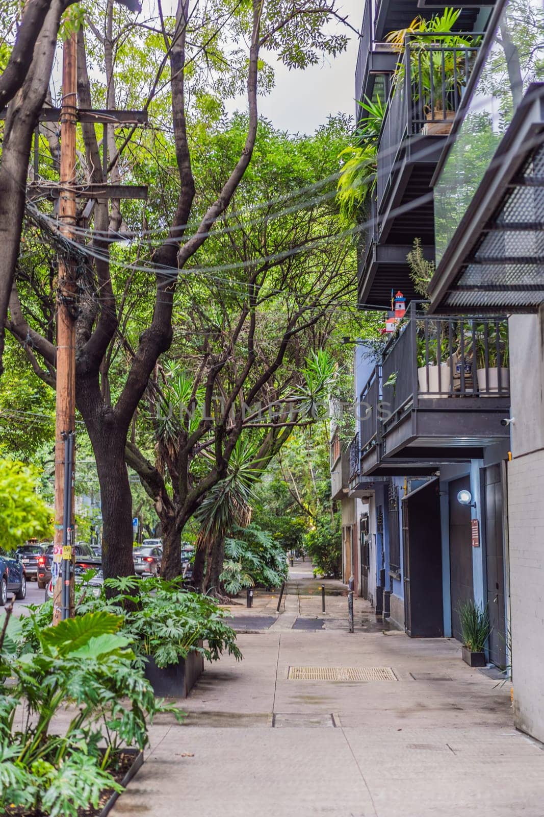 Lush green street in the Condesa neighborhood, Mexico City. Urban oasis with vibrant vegetation, offering tranquility and charm in the heart of a bustling metropolis. Nature and city harmony concept.