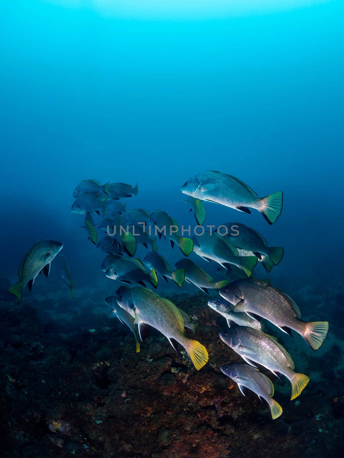 school of black drum fish swimming together in deep blue sea with clear water, concept of marine wildlife and underwater fauna, copyspace for text
