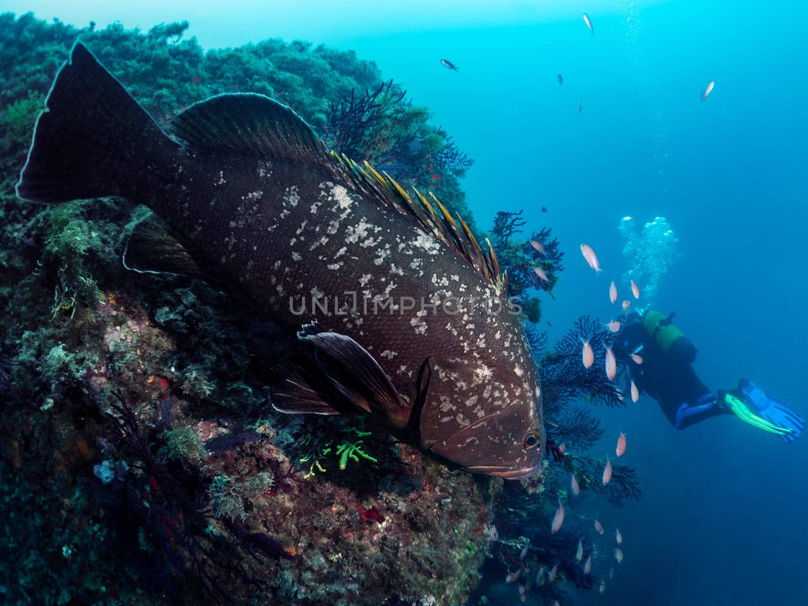 big black spotted Epinephelus fish swimming near rocky formation with coral in deep blue sea with distant scuba diver swimming in clear water, concept of marine wildlife and underwater fauna