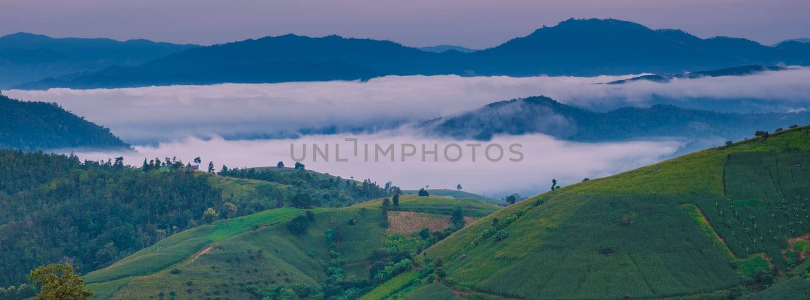 Terraced Rice Field in Chiangmai, Thailand, Pa Pong Piang rice terraces, green rice paddy fields during rain season during sunset with foggy clouds