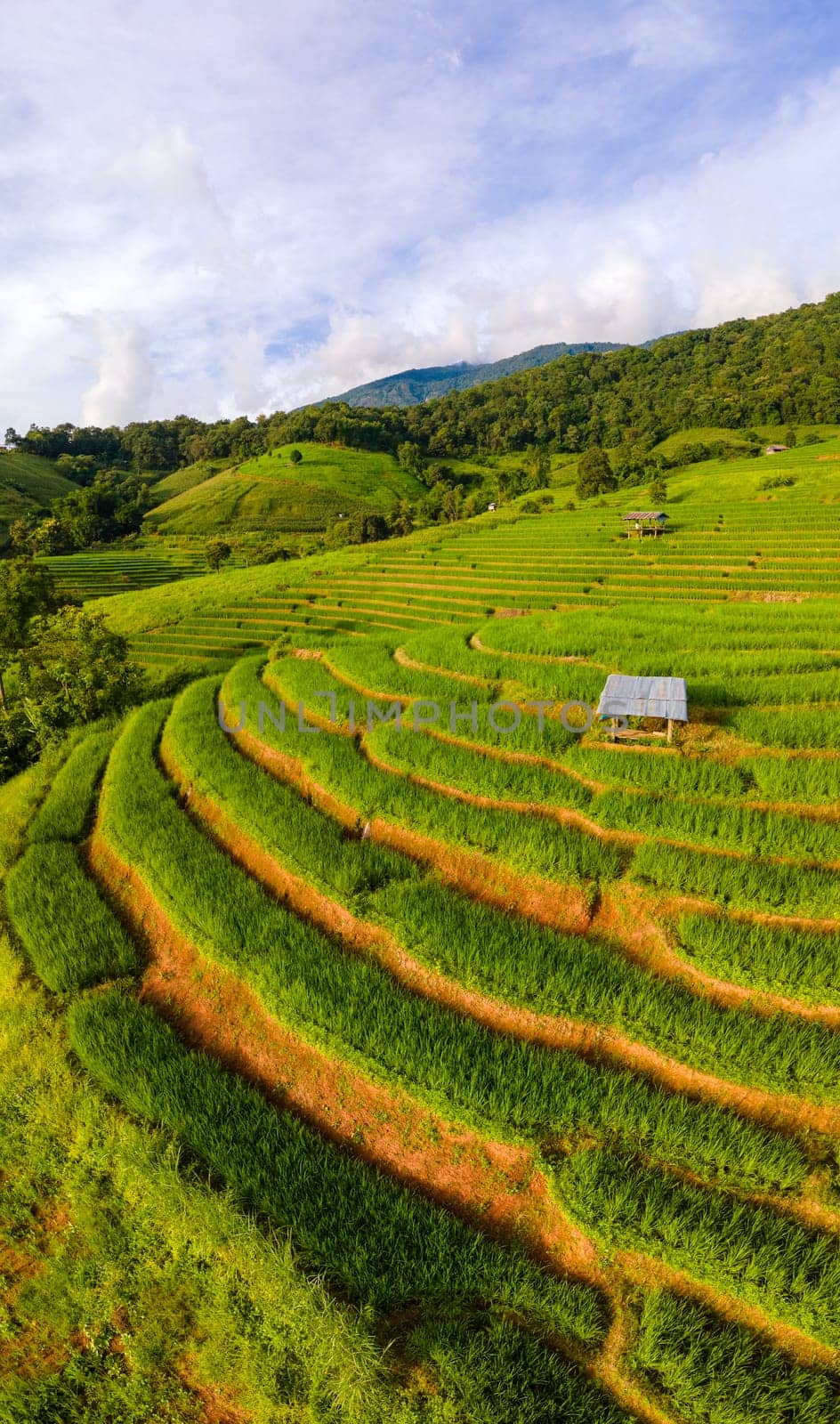 Pa Pong Piang rice terraces, green rice paddy fields during rain season