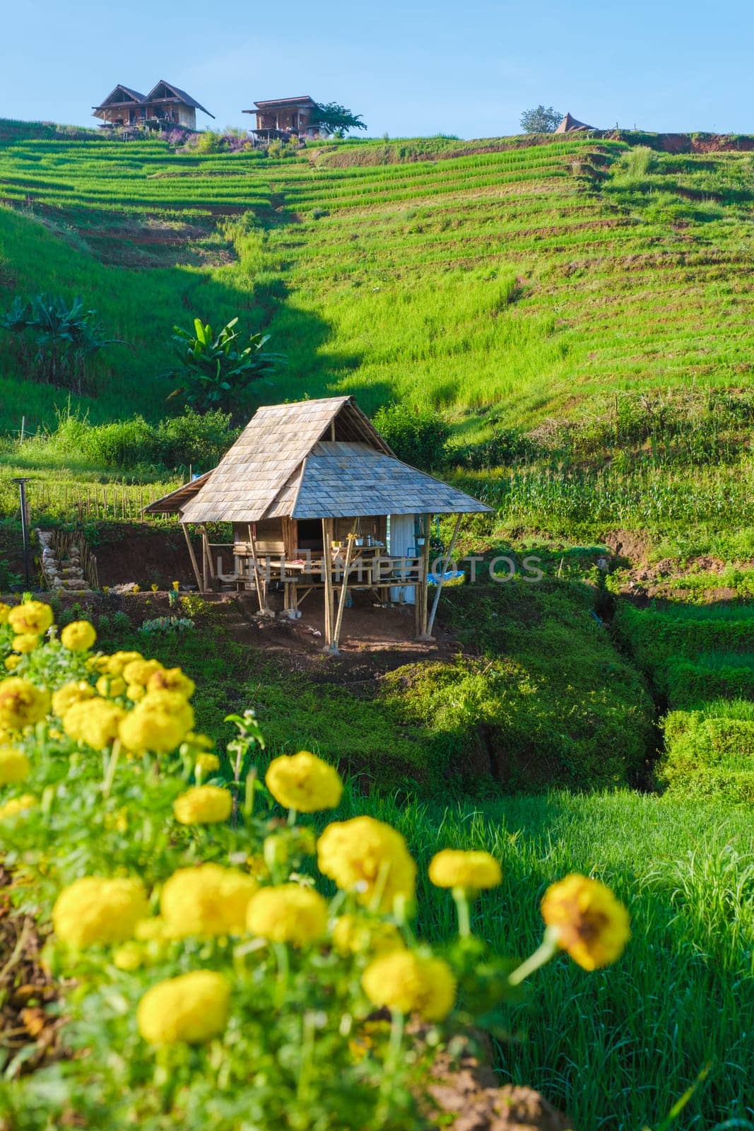 Terraced Rice Field in Chiangmai, Thailand, Pa Pong Piang rice terraces, green rice paddy fields during rainy season. Small homestay farms in the mountains of Thailand