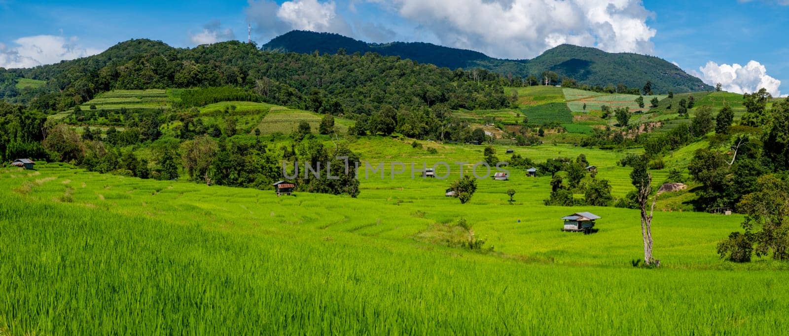 Green Terraced Rice Field in Chiangmai during the green rain season, Thailand. Royal Project Khun Pae Northern Thailand
