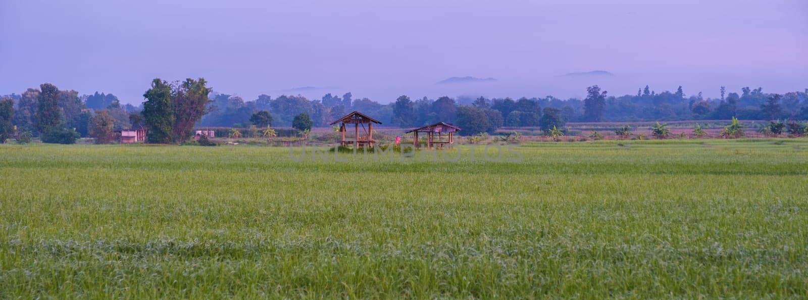 sunrise over the green rice fields of central Thailand, green rice paddy field