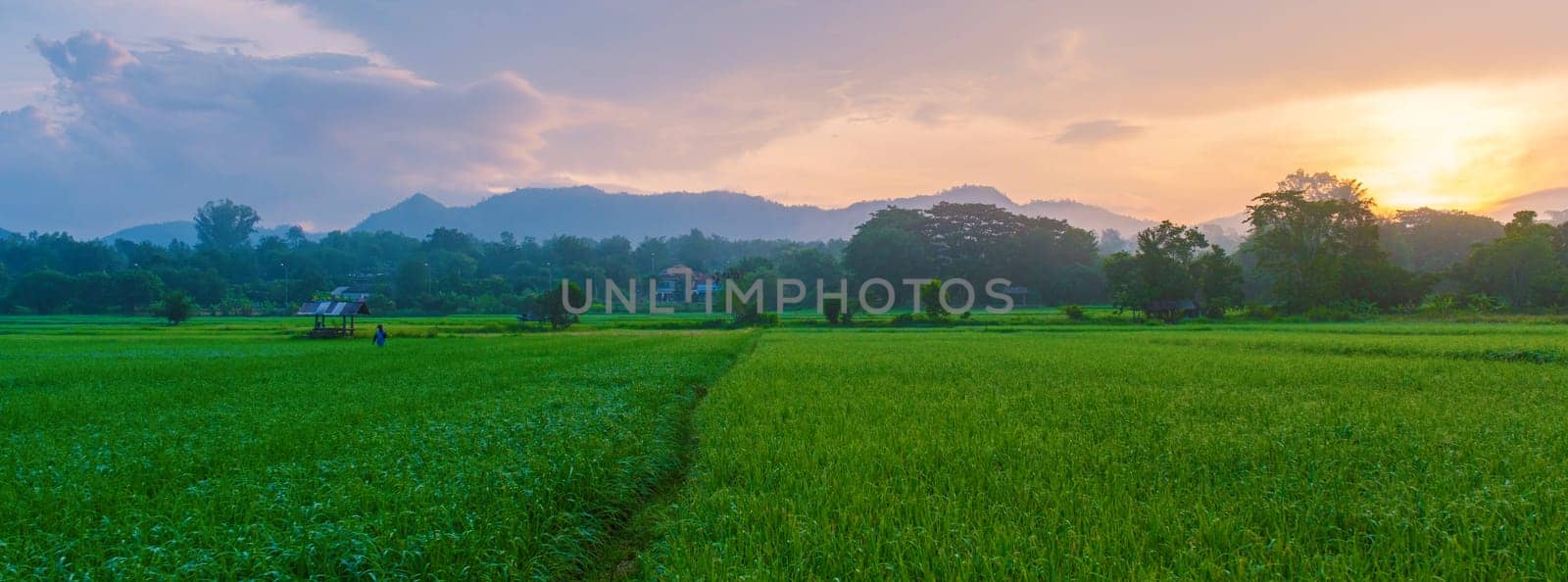 sunset over the green rice fields of central Thailand, green rice paddy field