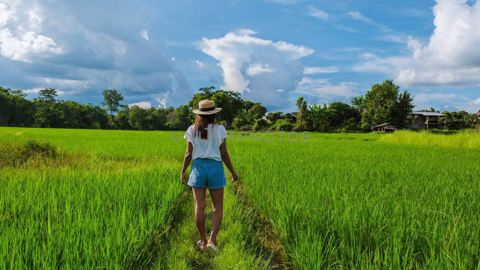 Asian woman at a small homestay at the farm with green rice paddy field in Central Thailand by fokkebok