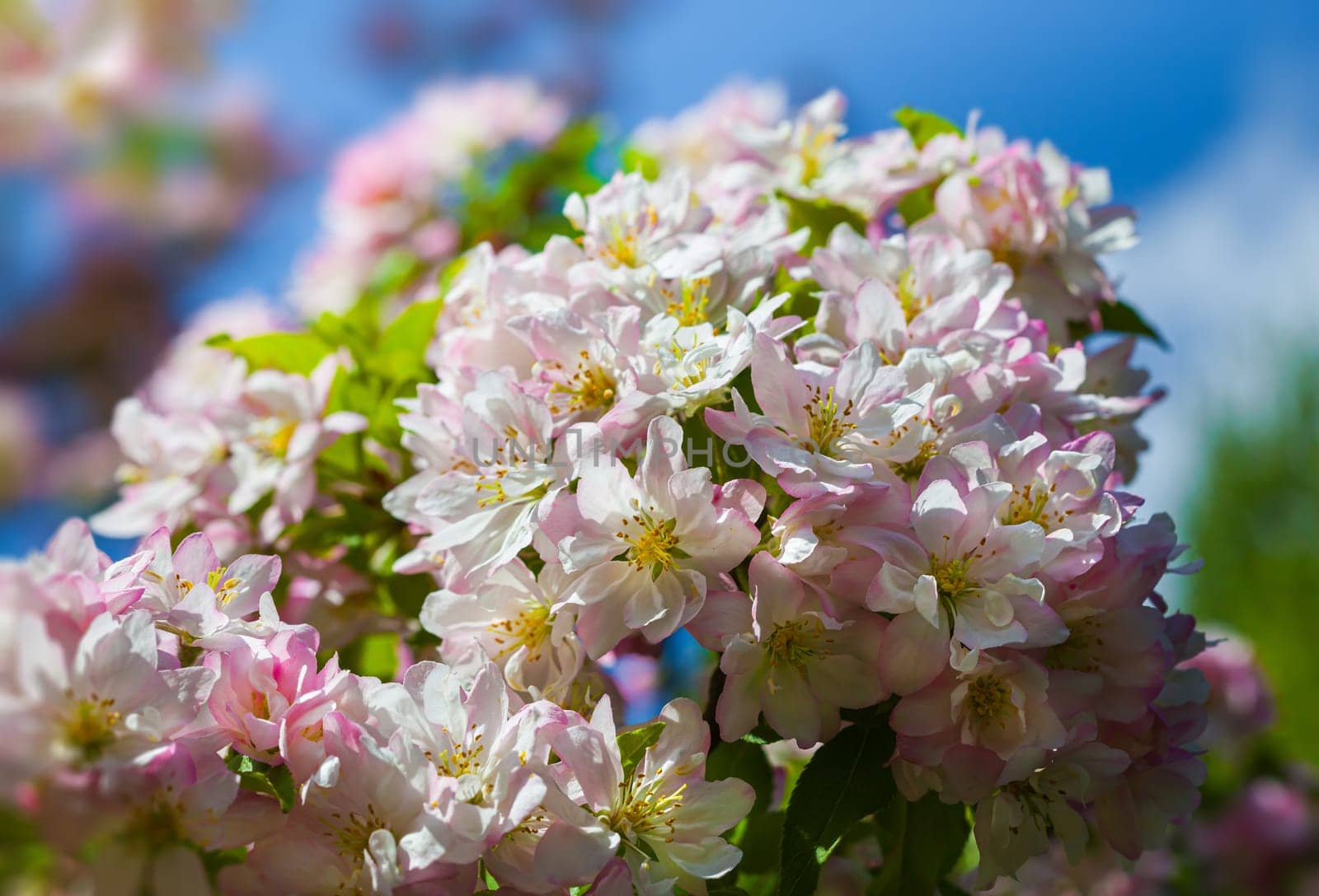 Colorful flowers bloom in spring, filling the scene with delicate pink and white hues. Sunlight dances on the petals, creating a lively and refreshing atmosphere in this floral display.