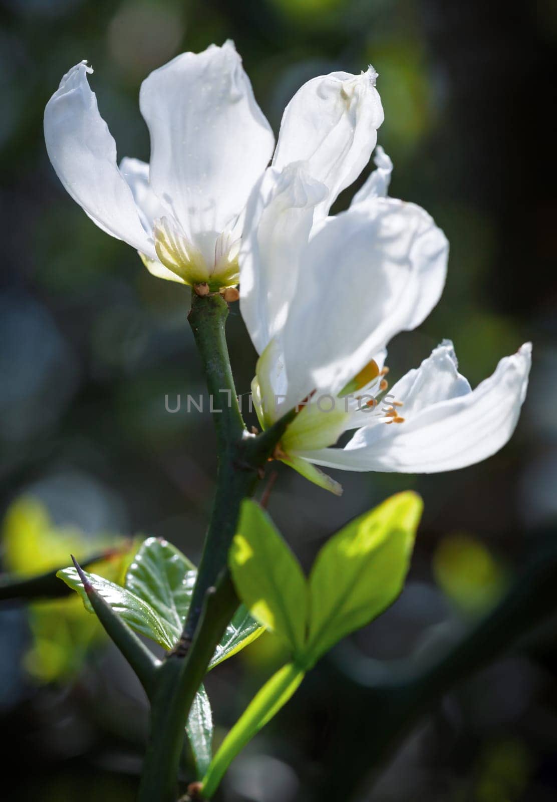 Spring brings the delicate white flowers of the trifoliate orange, also known as poncirus trifoliata, showcasing their beauty in a vibrant natural setting.