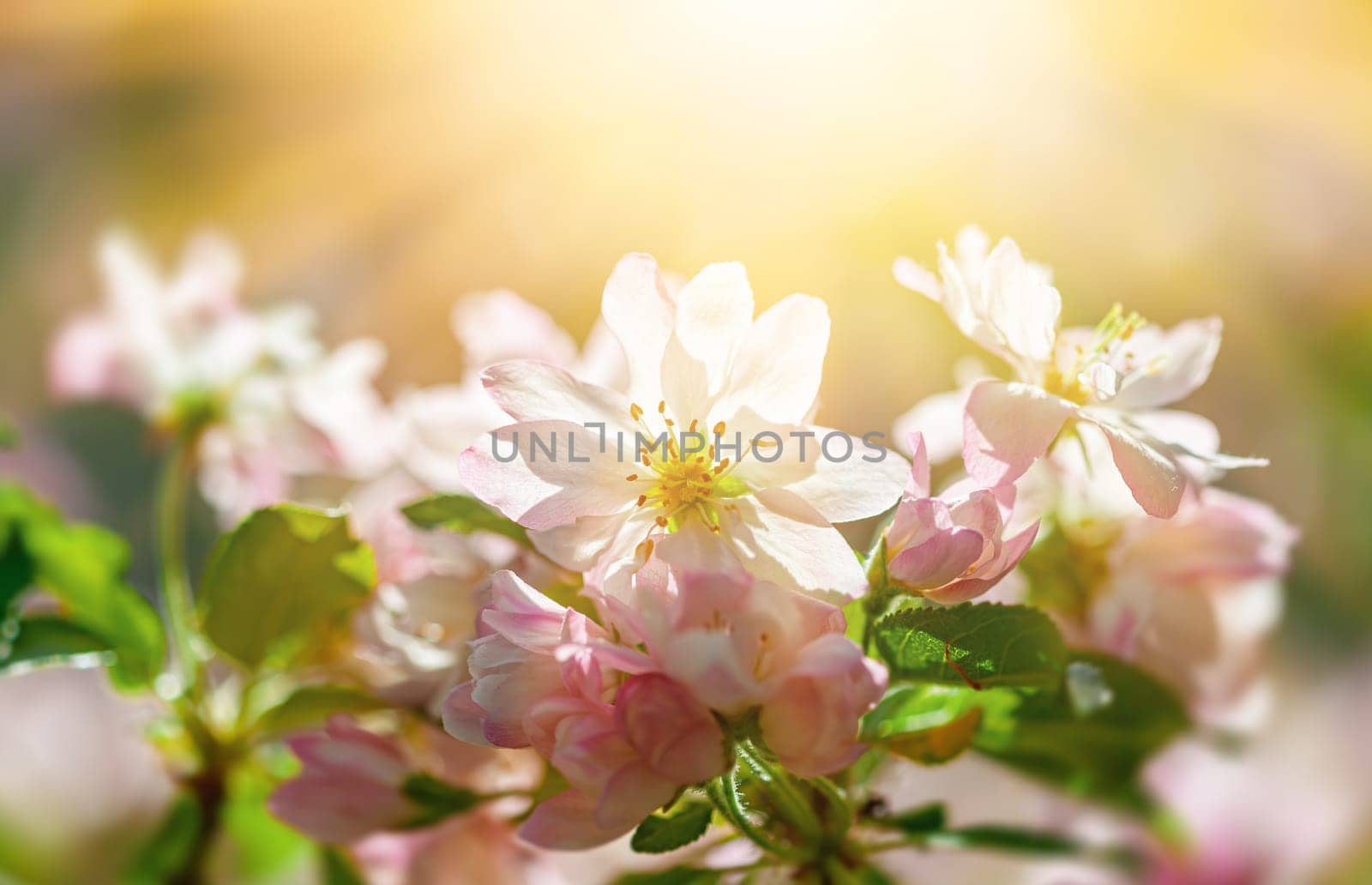 Delicate pink and white flowers bloom as sunlight filters through the trees, creating a serene spring atmosphere filled with warmth and vibrancy. Nature showcases its beauty.