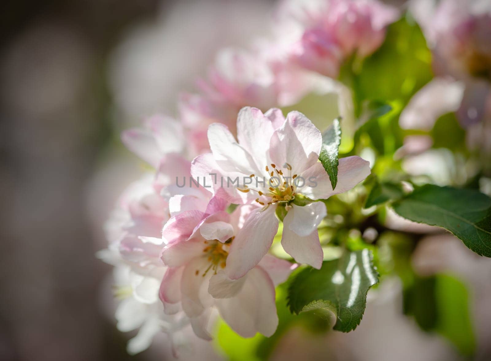 Delicate pink apple blossoms open under the warm spring sun, surrounded by a lush green background. The natural beauty showcases the freshness of the season and the vitality of new life.