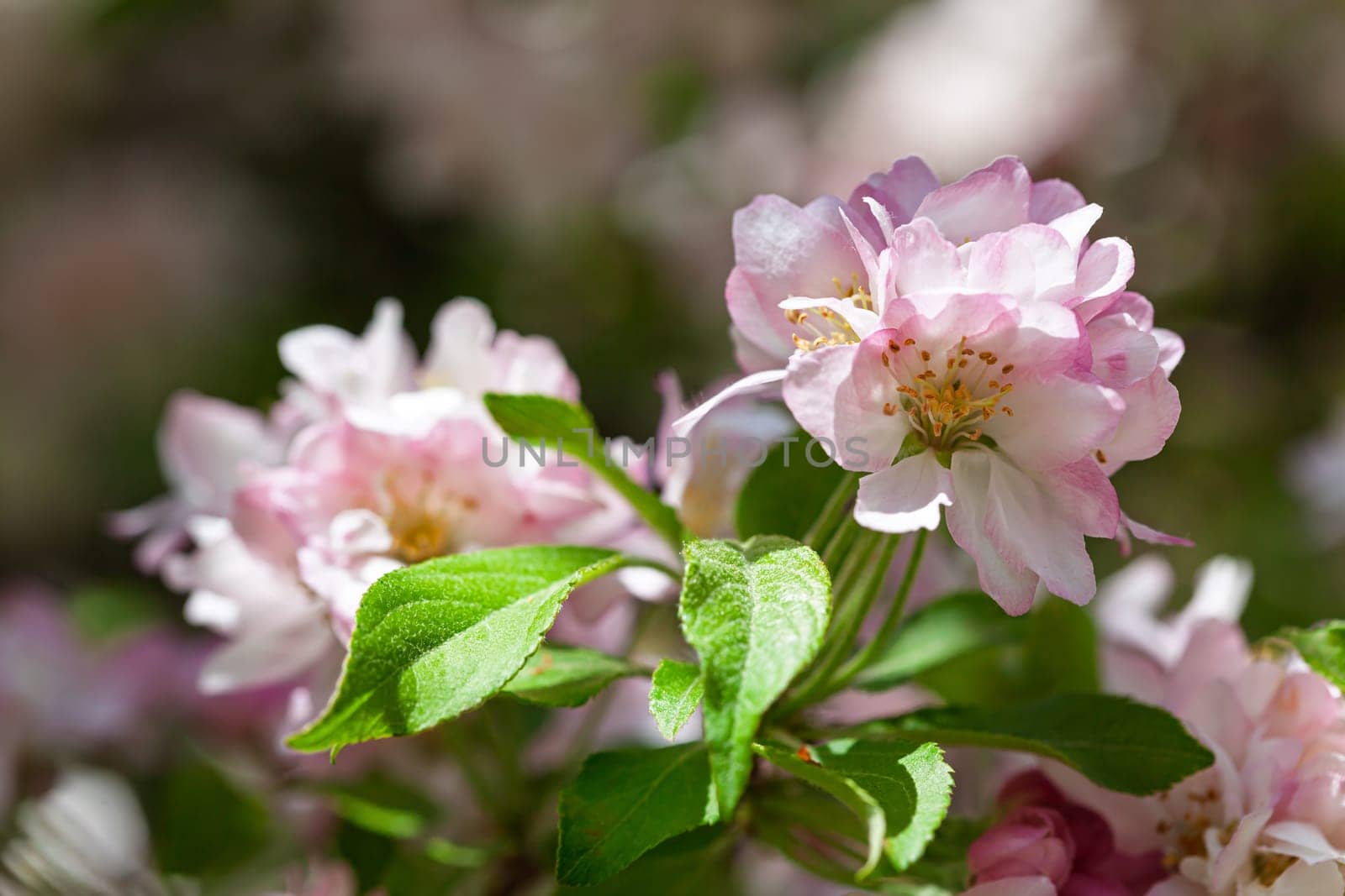 A close-up view reveals vibrant pink apple blossoms fully blooming among bright green leaves. This natural display captures the essence of springs beauty and renewal.
