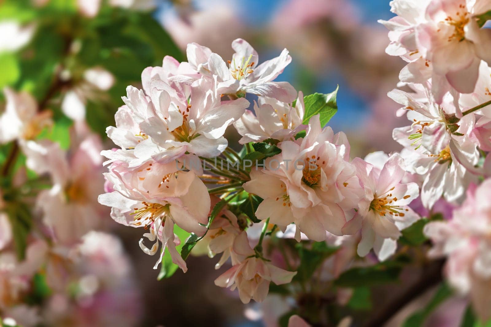 In spring, delicate cherry blossoms reveal their soft pink petals, thriving under the warm sunlight against a vibrant blue sky, creating a serene and enchanting natural setting.