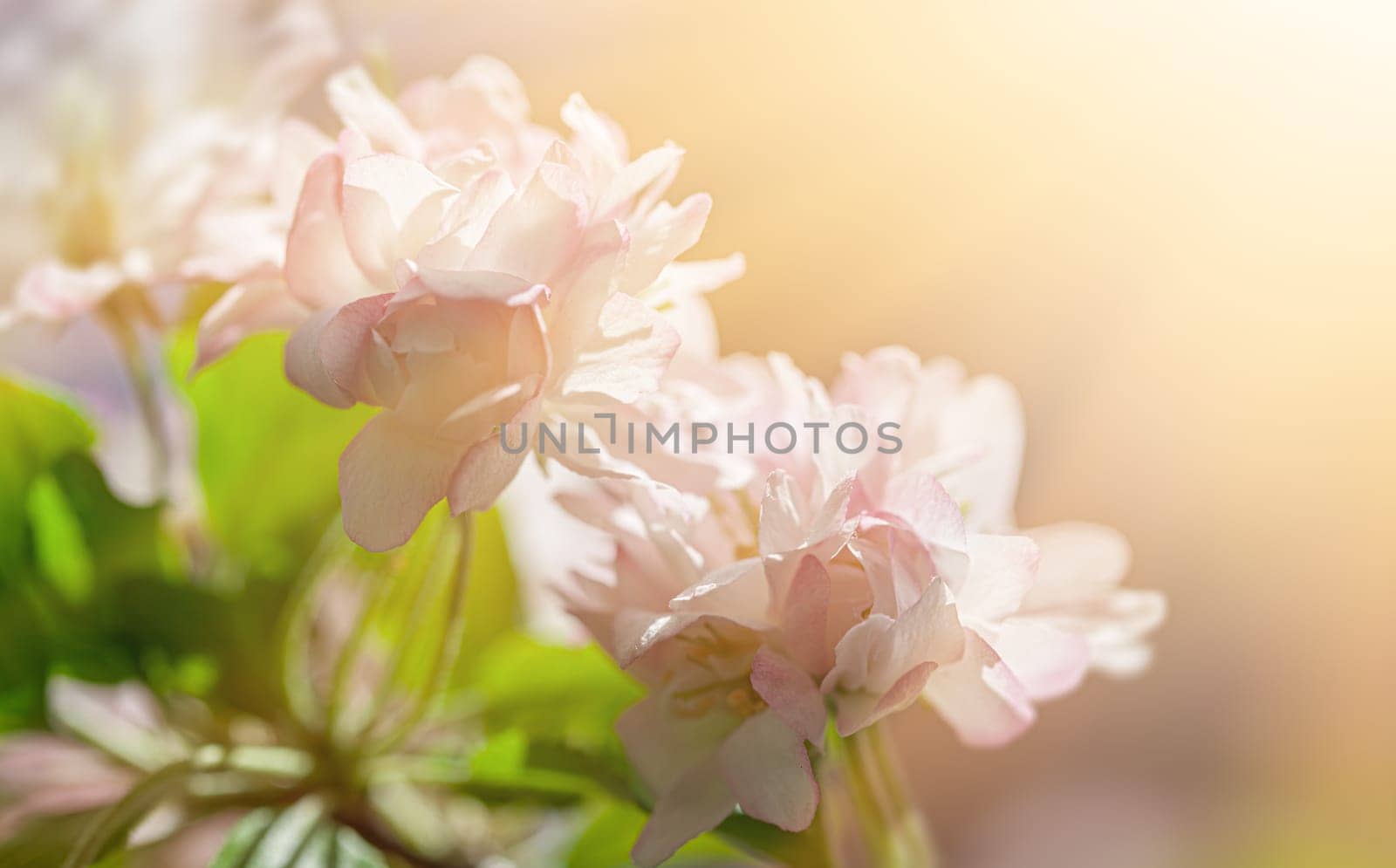 Delicate blooms thrive in the warmth of spring, showcasing their soft pastel colors against a blurred background. The gentle light enhances the peaceful atmosphere of natures beauty.