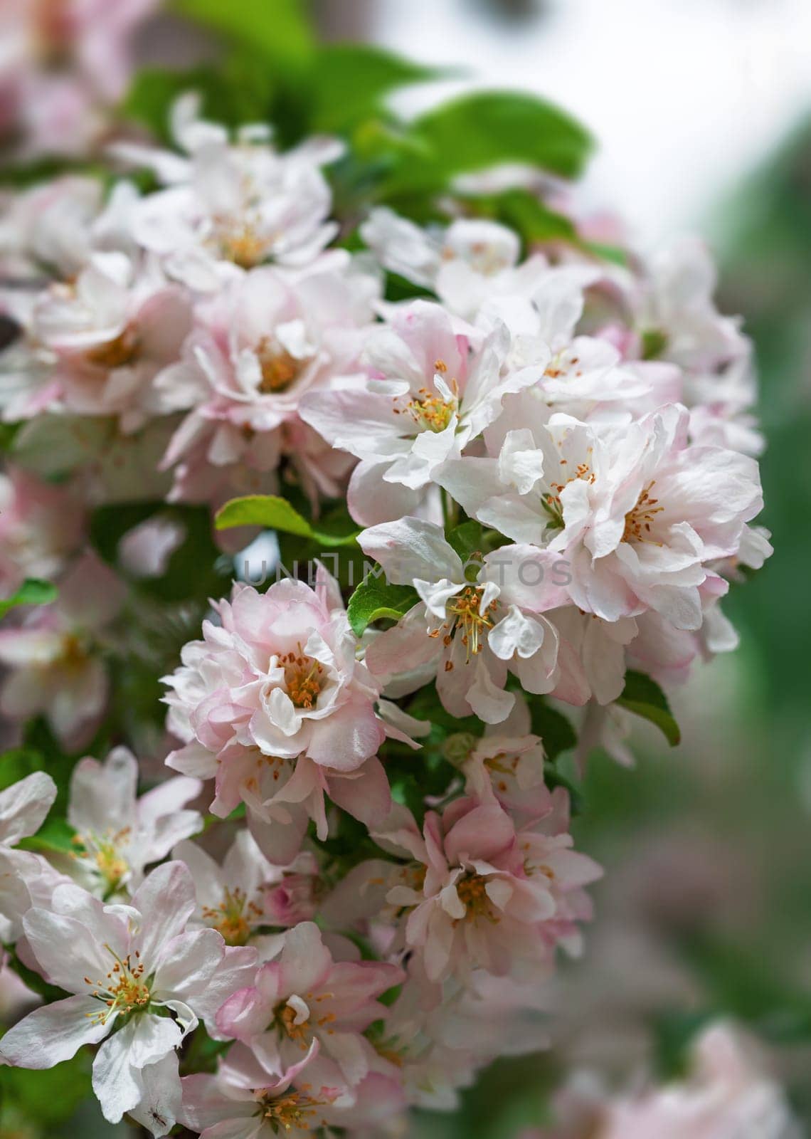 Lush pink and white flowers bloom vibrantly among green leaves, symbolizing the arrival of spring. This natural display showcases the beauty and freshness of the season.