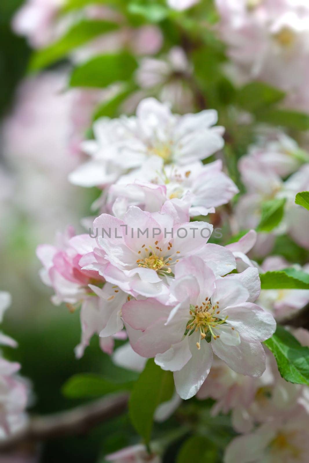 Delicate pink and white blossoms bloom amid bright green leaves, showcasing natures beauty in spring. The flowers create a tranquil setting filled with freshness and life.