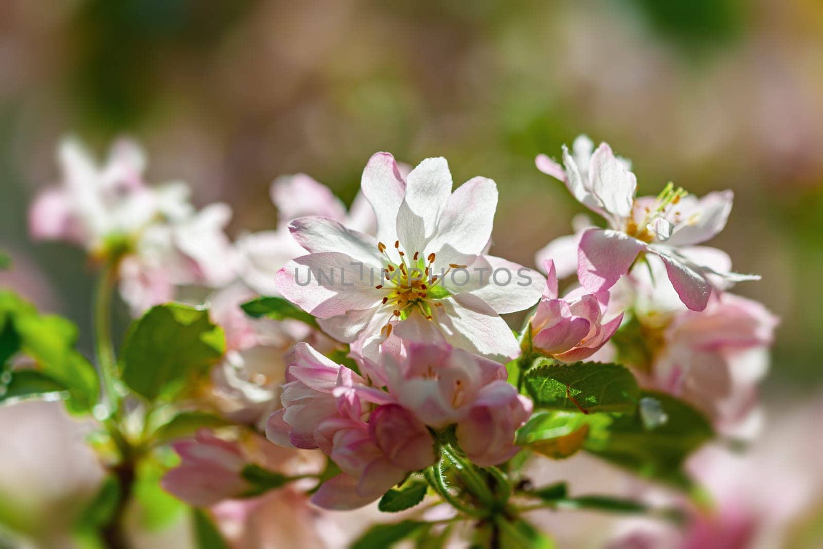 Cherry blossoms display their vibrant pink and white petals under warm spring sunlight, creating a beautiful natural floral background. The gentle colors blend harmoniously with the greenery.
