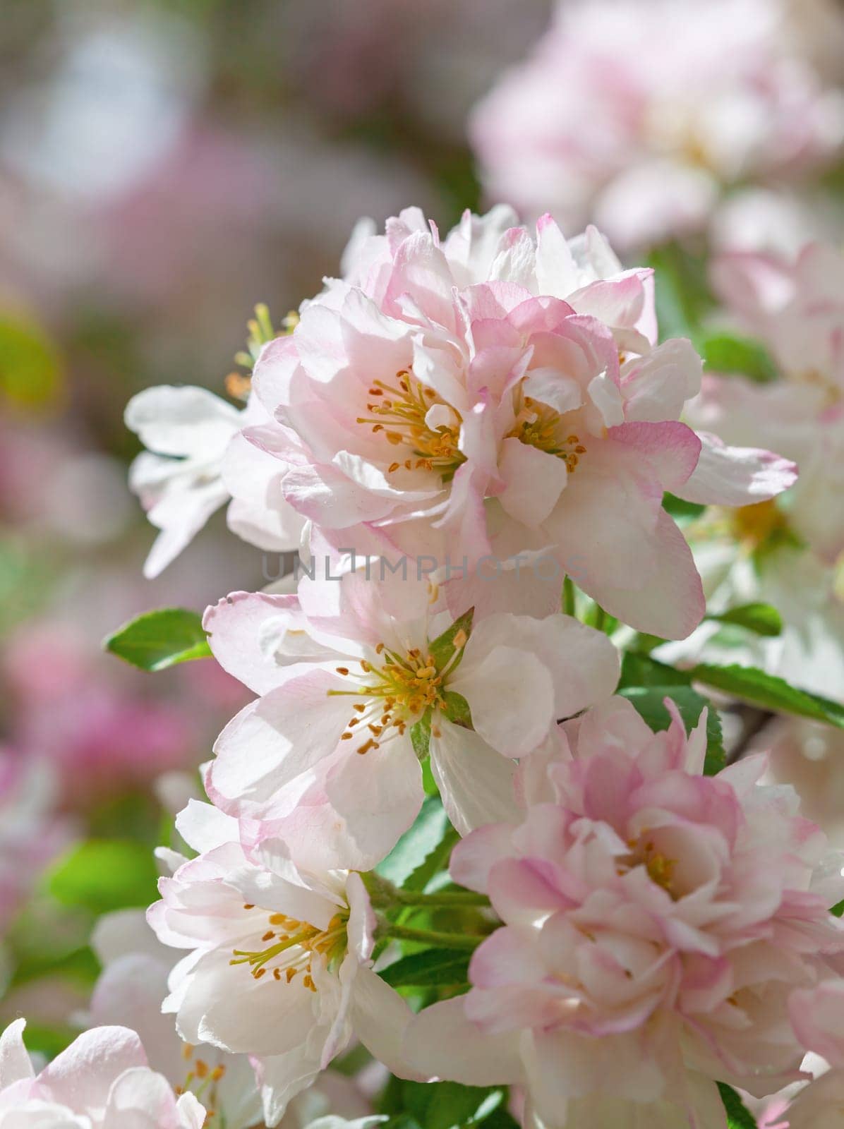 Delicate pink and white flowers bloom vibrantly among lush green leaves, capturing the essence of spring. The scene radiates freshness and natural beauty under gentle sunlight.