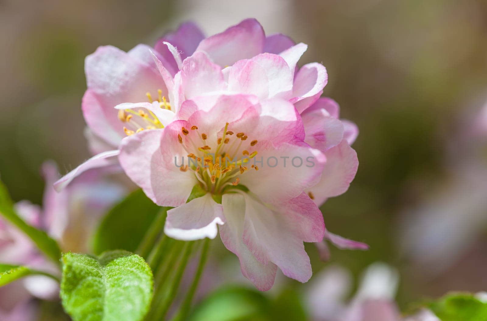 Delicate pink flowers bloom amidst lush greenery, celebrating the arrival of spring. Sunlight filters through the petals, enhancing the beauty of this tranquil floral environment.