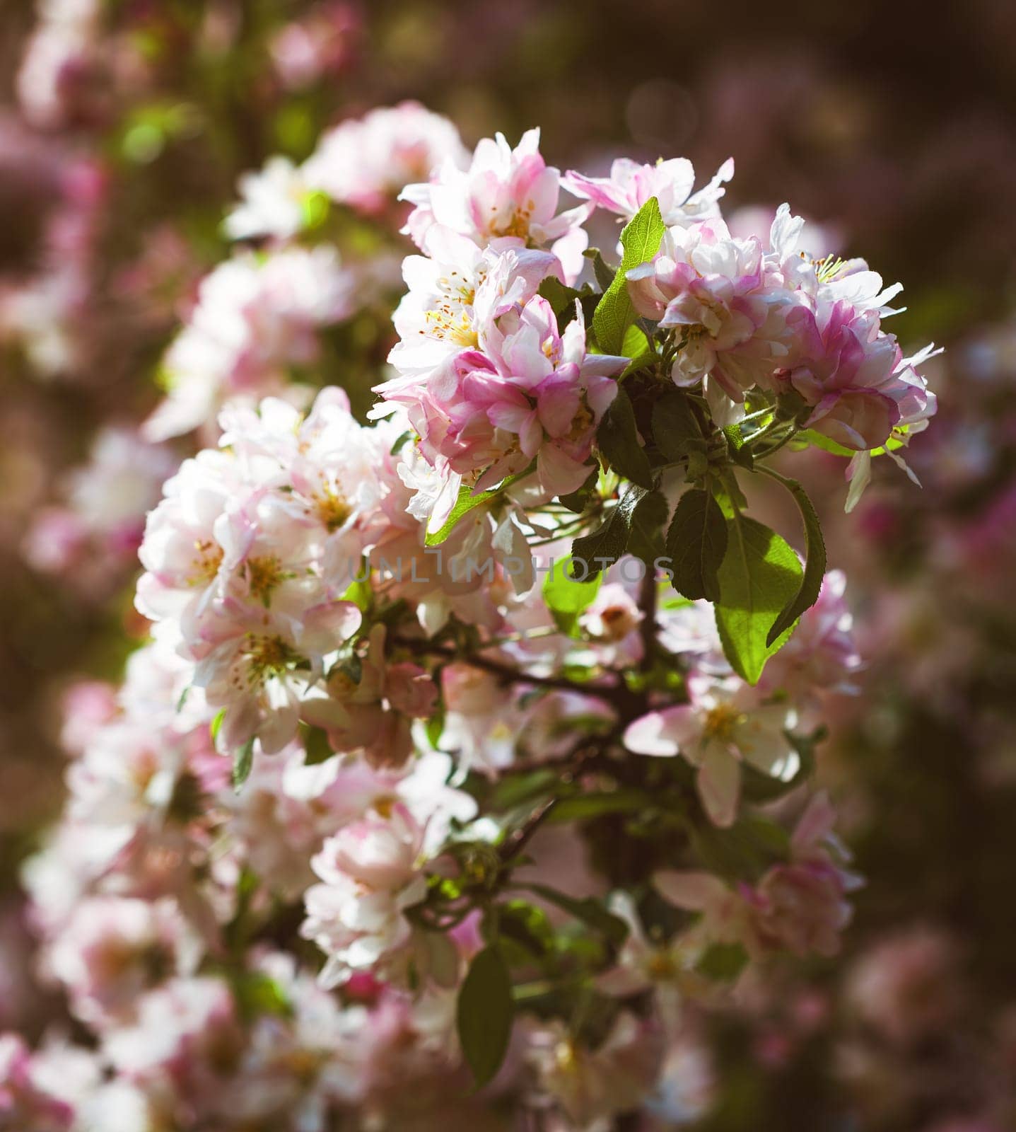 Delicate pink flowers bloom on branches under warm sunlight, creating a stunning display of springtime beauty in a natural setting filled with fresh greenery and lively colors.
