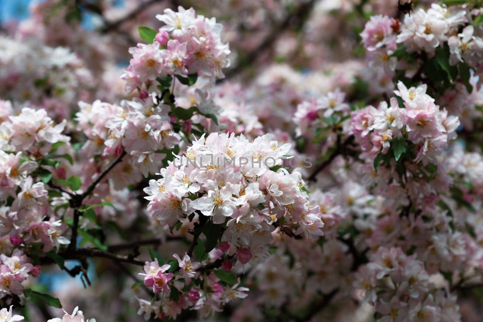 Delicate pink cherry blossoms flourish in a natural floral background during the spring season. This enchanting display captures the essence of renewal and beauty in nature.